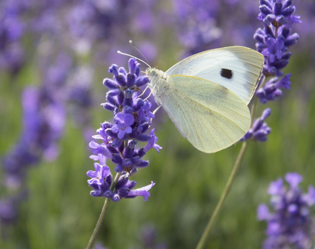 lavender farm, mayfield lavender farm, dadbloguk, dadbloguk.com, dad blog uk, uk dad blogger, #mysundayphoto, Photlafe, cabbage butterfly,