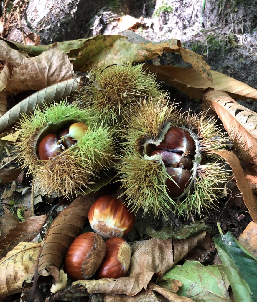 autumn, horse chestnuts, chestnuts, photography. #mysundayphoto, dadbloguk, dadbloguk.com, dad blog uk,, uk dad blog, uk dad blogger