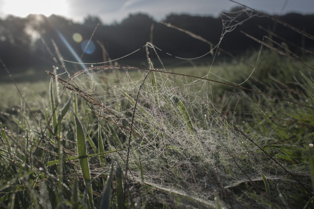 socweb, spider web, spider's web, sunrise, early morning,, dadbloguk, dadbloguk.com, school run dad, photography, sun flare, mysundayphoto