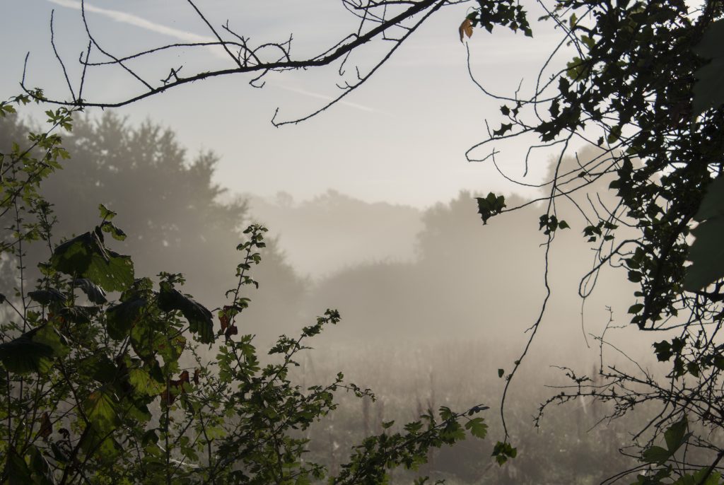 misty morning, framed photograph, mist, autum photography, autumn photograph, dadbloguk, dadblguk.com, dad blog uk, school run dad, sahd, #mysundayphoto, 