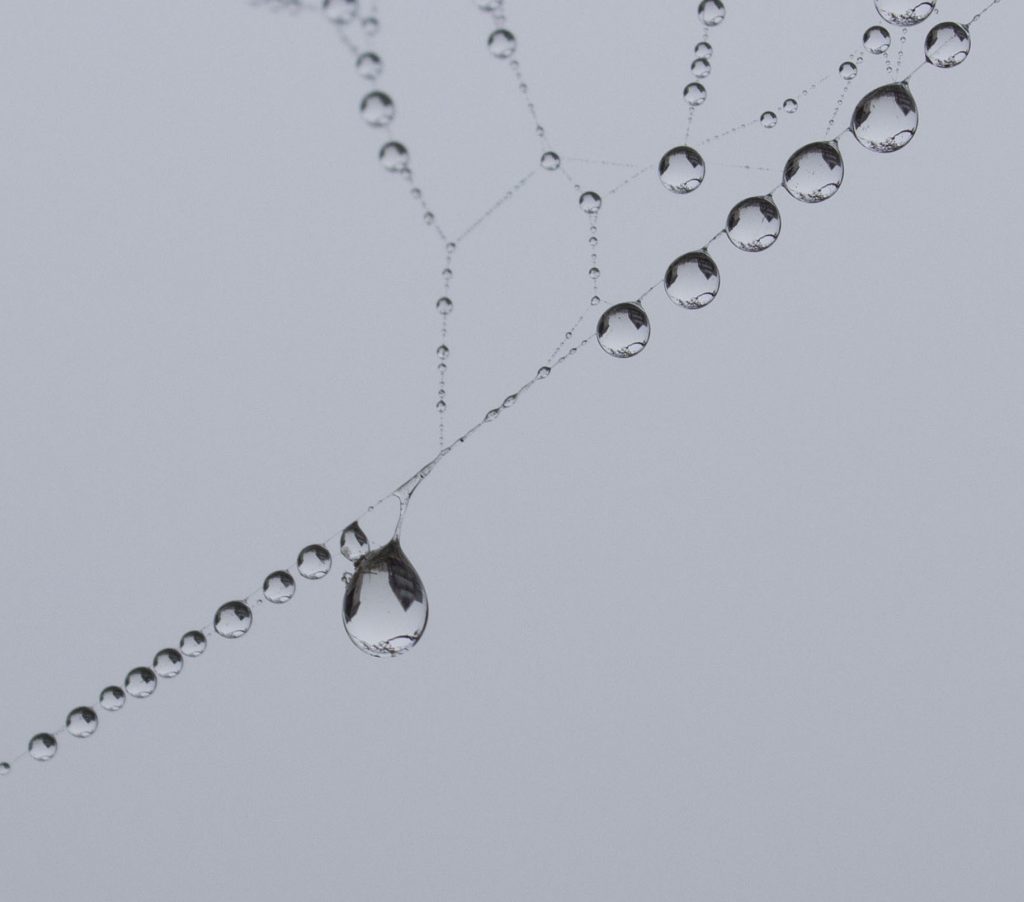 spider's web, spider web, drop of water, water, reflections, reflection, photography, photograph, #mysundayphoto, dadbloguk, dadbloguk.com, dad blog uk, school run dad, sahd, Kent