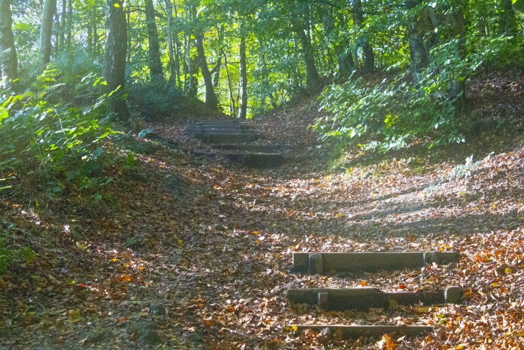 woodland scene, woodland, woodland scene photograph, dadbloguk, #mysundayphoto, Pgotalife, half-term, half term, Leigh Hill, Leith Hill Tower, Dorking, National trust, uk dad blogger, photography