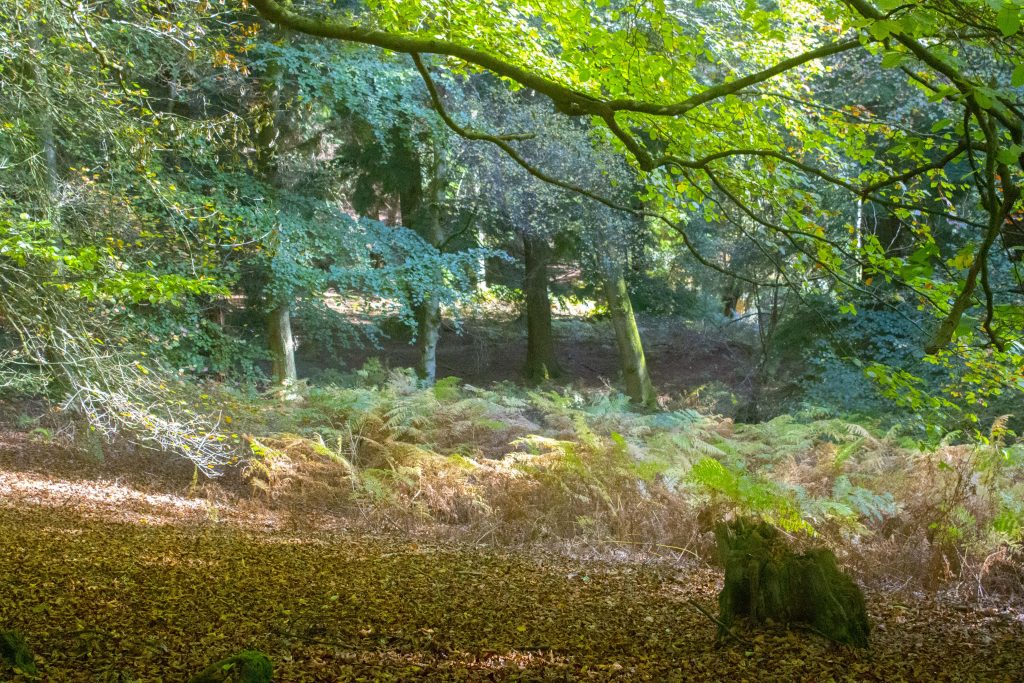 autumn, fall, autumn 2018, fall 2018, autumn colours, woodland, woodland scene, dadbloguk, photographer, bloggr, uk dad blogger