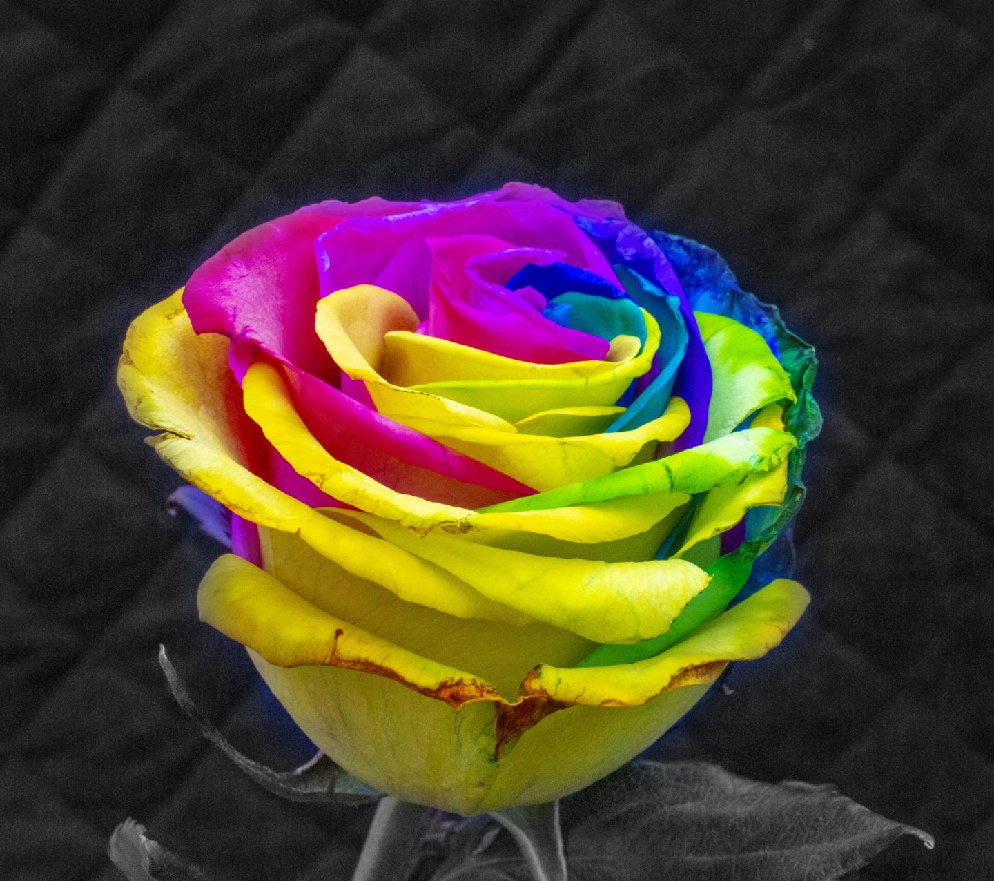 Rainbow rose, rose, Valentine's Day, floral photography, selective colour, flower photography, photography, dad blog, dadbloguk, dadbloguk.com, relationships