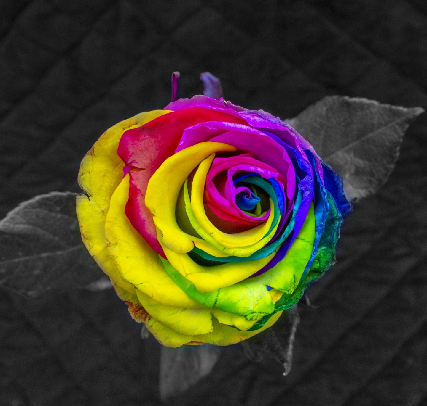Rainbow rose, rose, Valentine's Day, floral photography, selective colour, flower photography, photography, dad blog, dadbloguk, dadbloguk.com, relationships