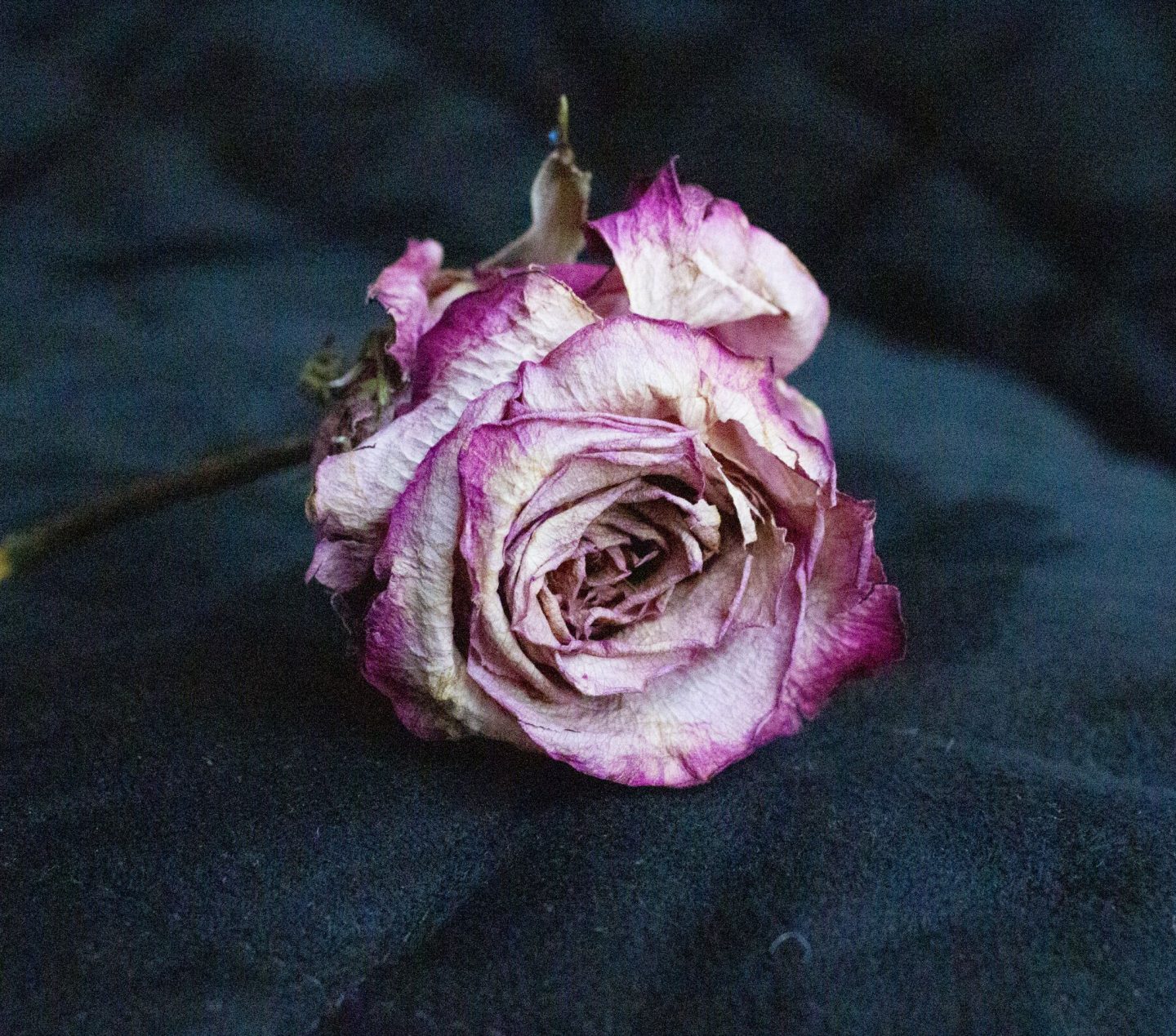 photography challenge, photography inspiration, photo ideas, photography ideas, faded rose, old rose, dried rose, dadbloguk uk dad blog, dad blog, photographer. photo blog