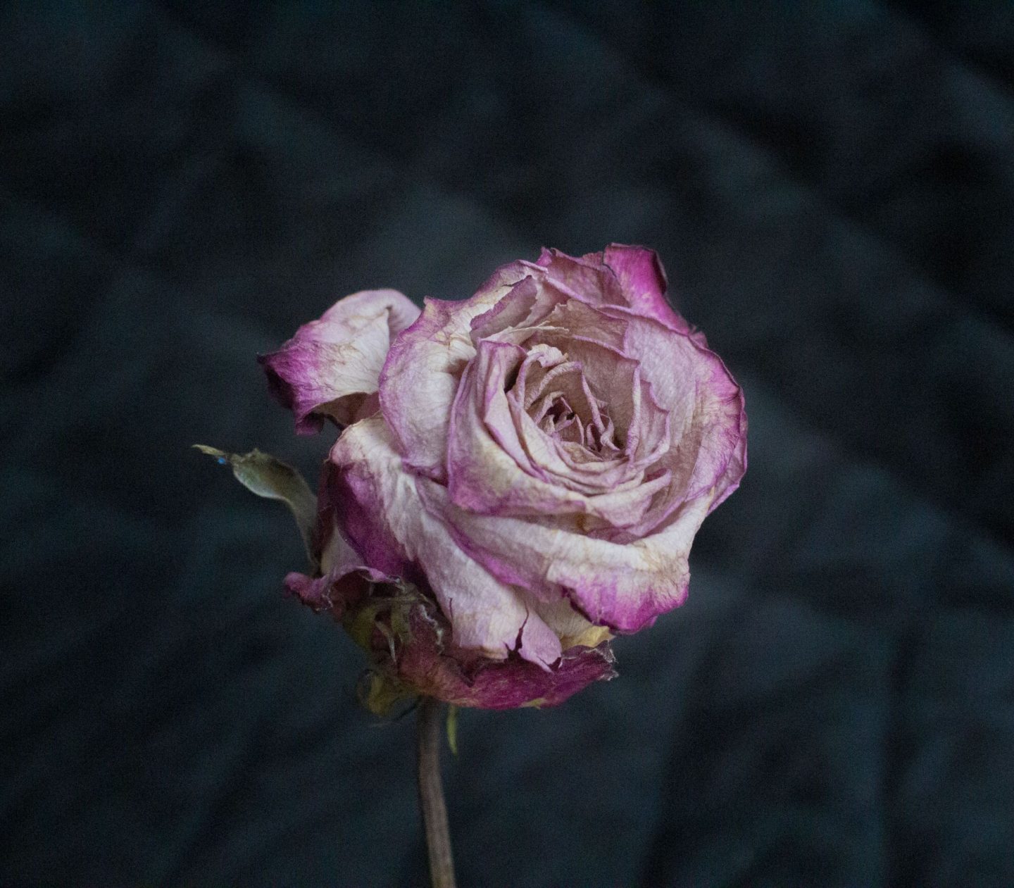 photography challenge, photography inspiration, photo ideas, photography ideas, faded rose, old rose, dried rose, dadbloguk uk dad blog, dad blog, photographer. photo blog