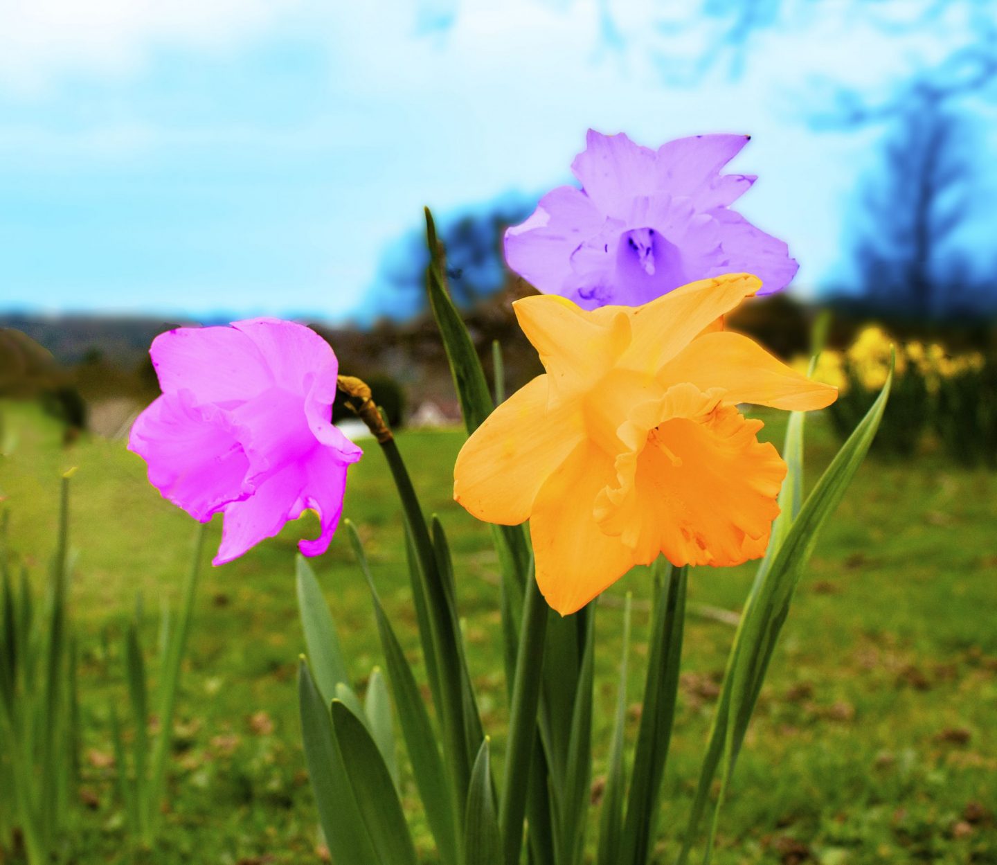 Photoshop, editing, daffodil, daffodils, photography, fun photo, fun photograph, dadbloguk, uk dad blog, 