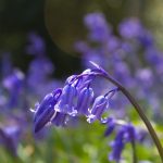 Keeping it simple: Bluebell image
