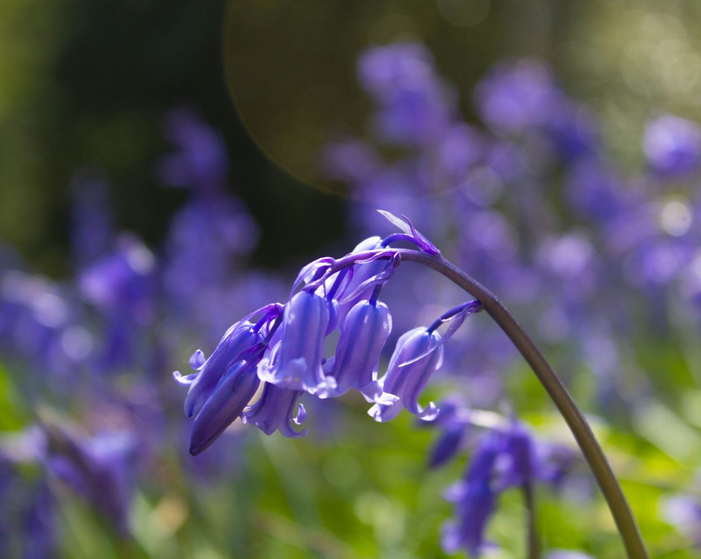 Bluebell, floral photography, flower photography, dad blog, uk dad blog, photography, 