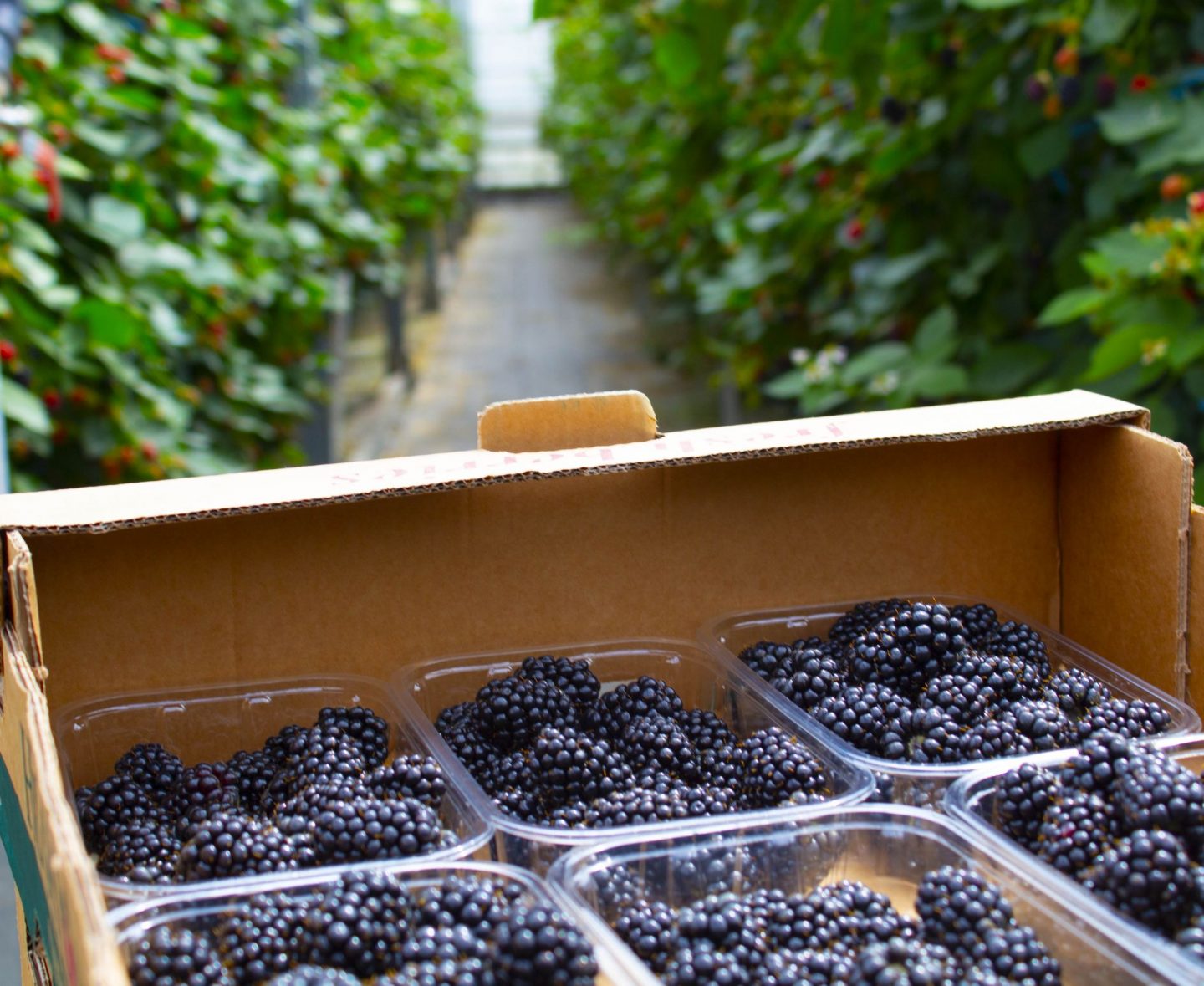 Blackberries, Driscoll’s Victoria Sweet Blackberries, Hugh Lowe farms, berries, berry farm, dad blog, healthy eating, dadbloguk