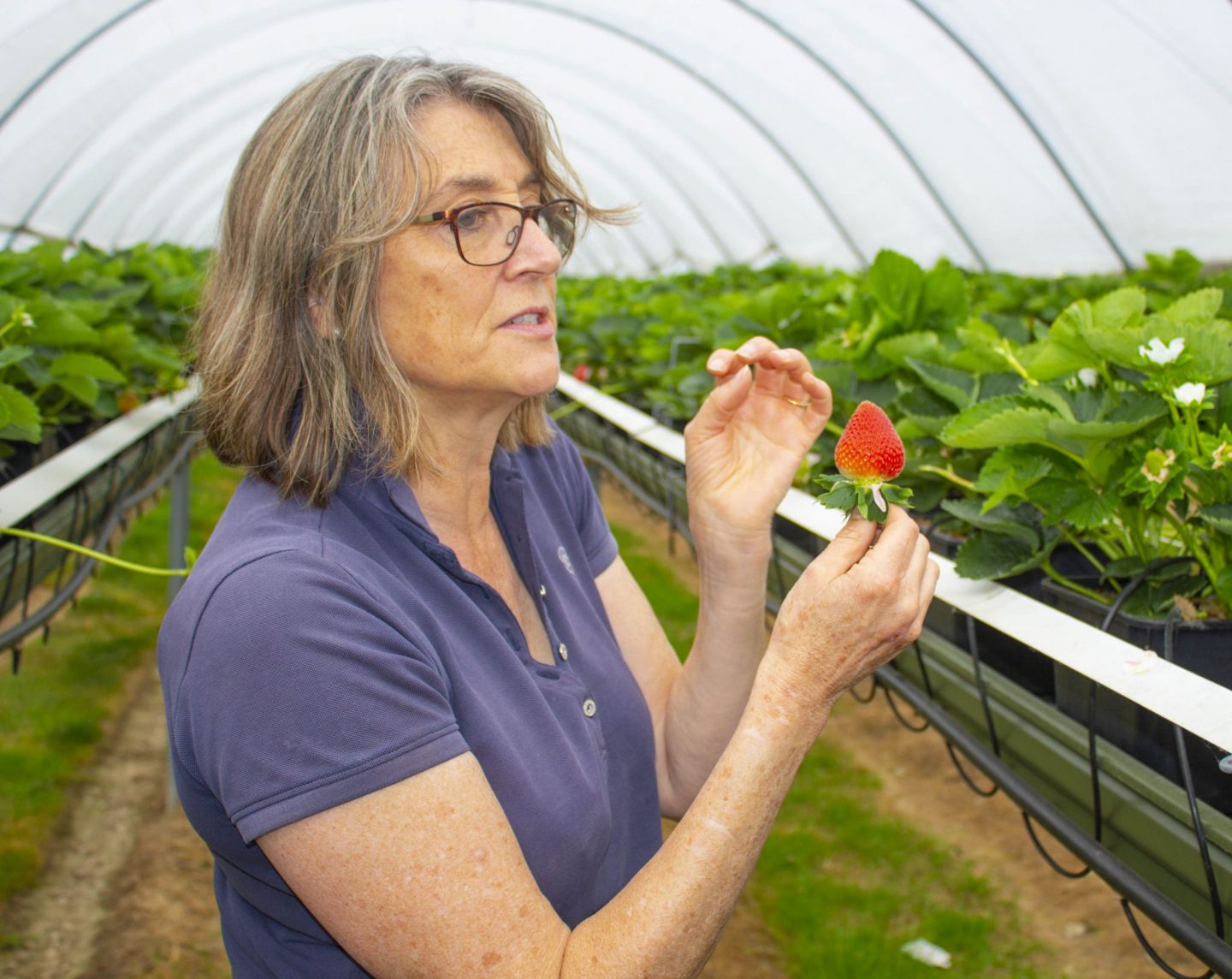 Hugh Lowe farms, strawberries, Marion Regan, berries, dad blog, dadbloguk.com, kent