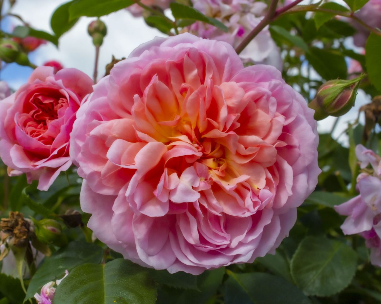 Princess Anne Rose, flowers, rose, Hever Castle, Kent, dad blog, dadbloguk, dad blogger, photography, floral photography