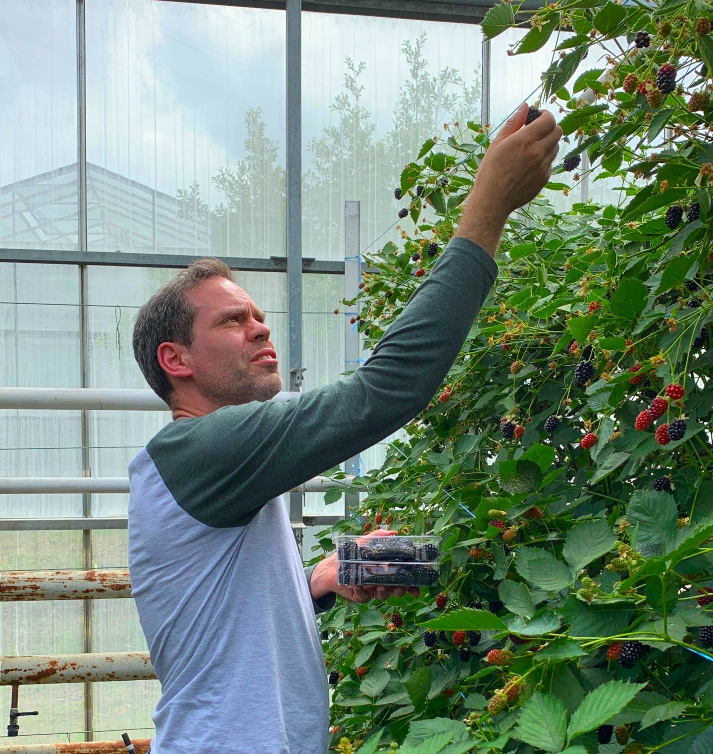 blackberry picking, blackberries, healthy eating, healthy food, dad blog, dadbloguk