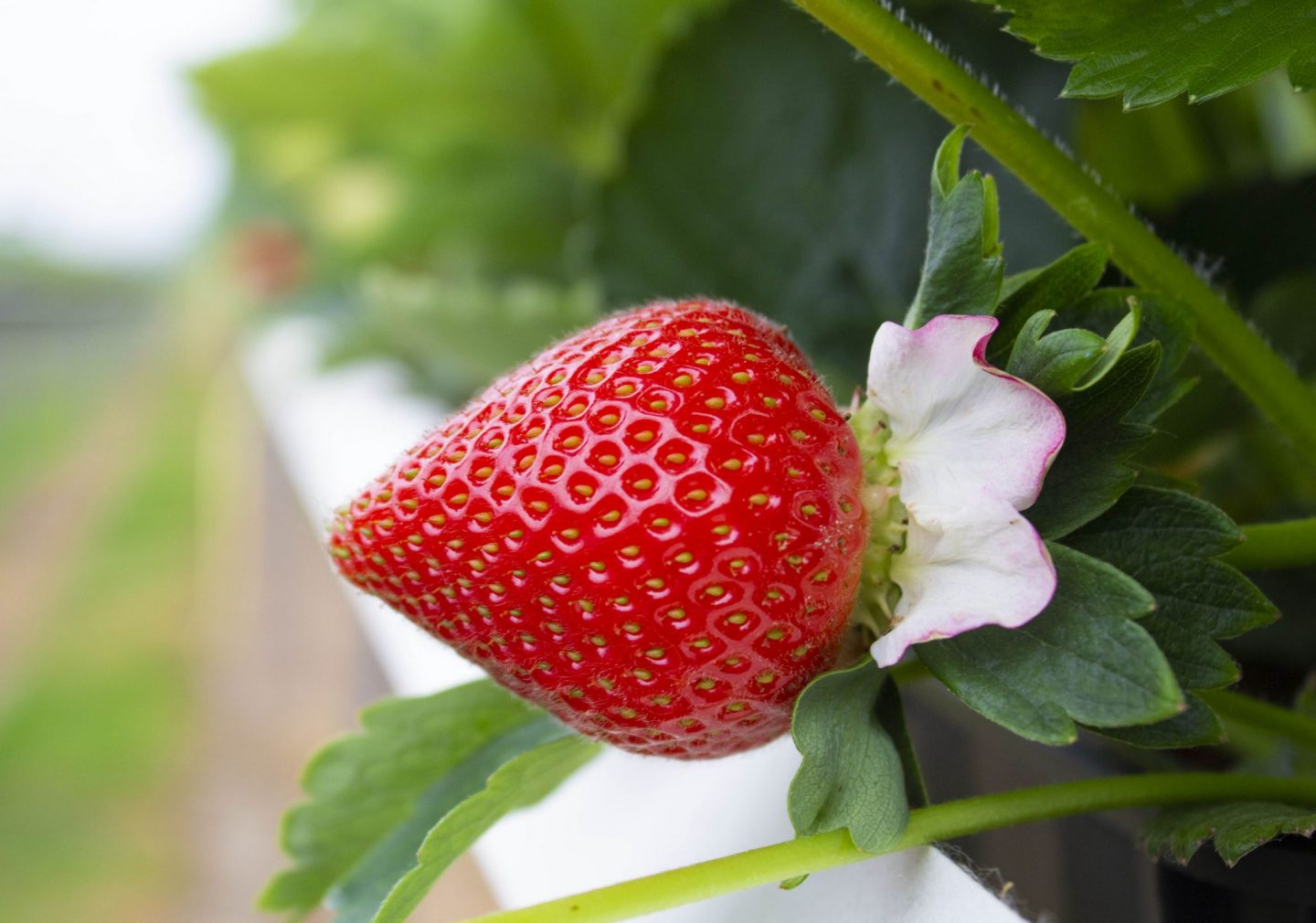 Jubliee Selections Strawberries, Zara strawberries, Jubilee strawberryies, healthy eating, fruit, berries