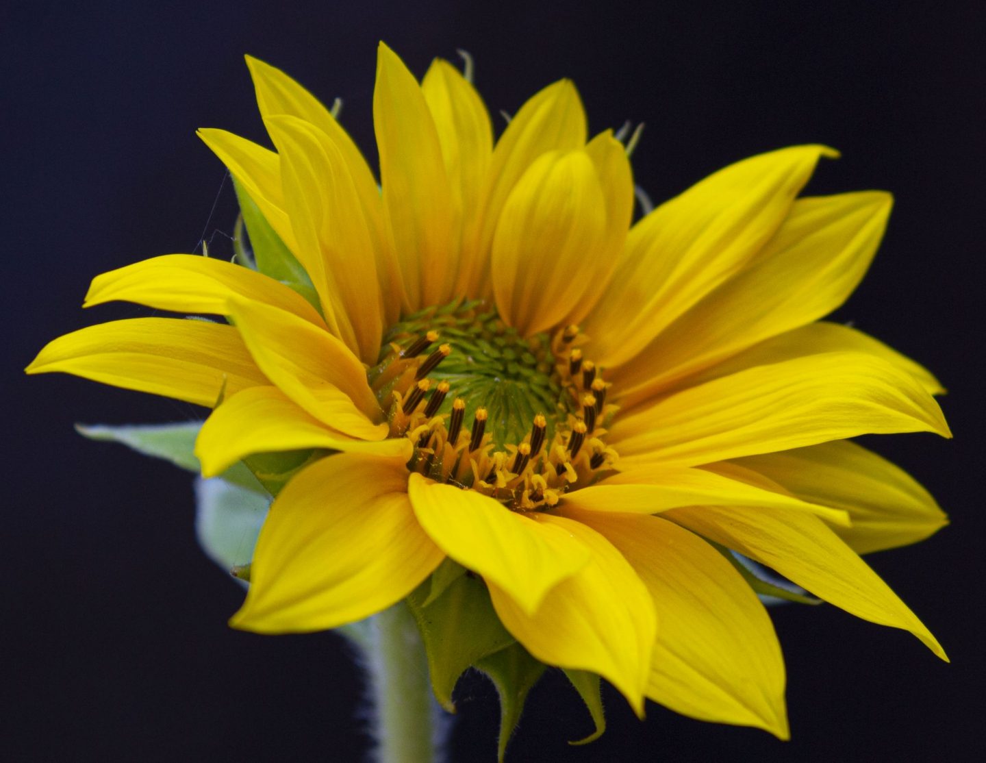 sunflower, competition, dad blog, dadbloguk, gardening, plants, dadbloguk.com, imperfect sunflower