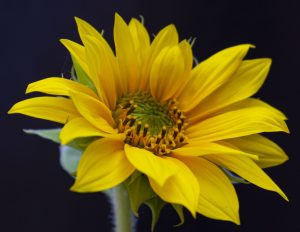 sunflower, competition, dad blog, dadbloguk, gardening, plants, dadbloguk.com