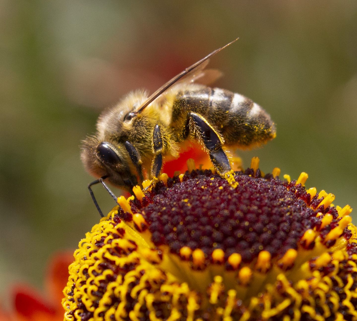 dash of colour, bee, pollen, flower, close-up, close up photography, dadbloguk, uk dad blog, uk dad blogger