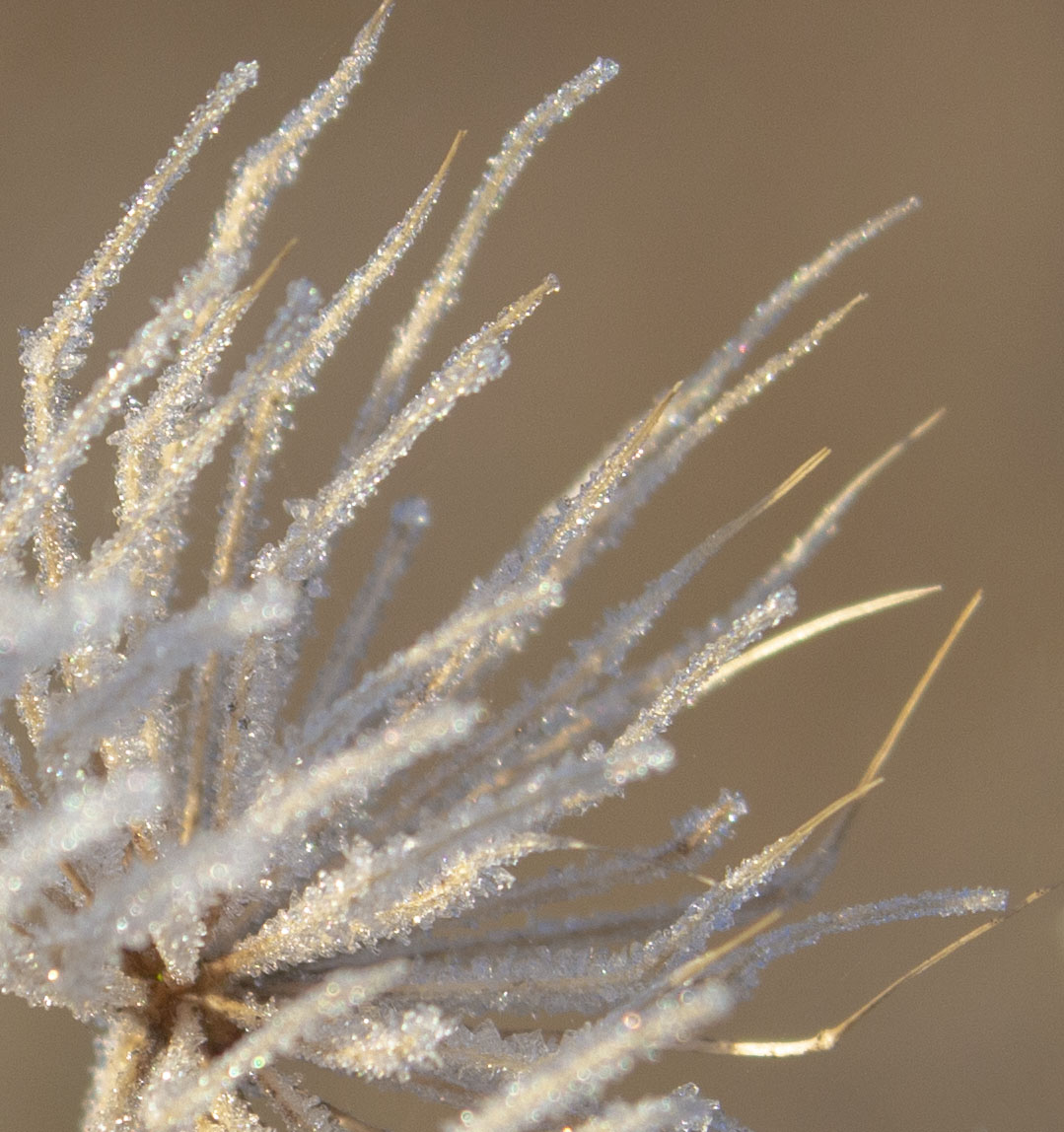 cow parlsey, frozen cow parsley, photowalk, photography, dadbloguk, uk dad blogger, photo blogger