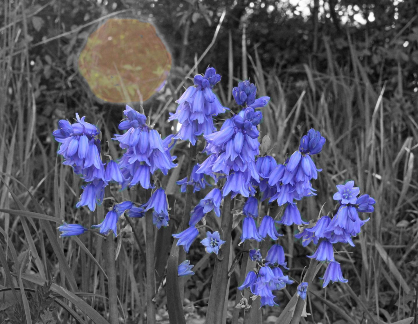 blurbells, sun flare, photography, daily exercise, flower photography 