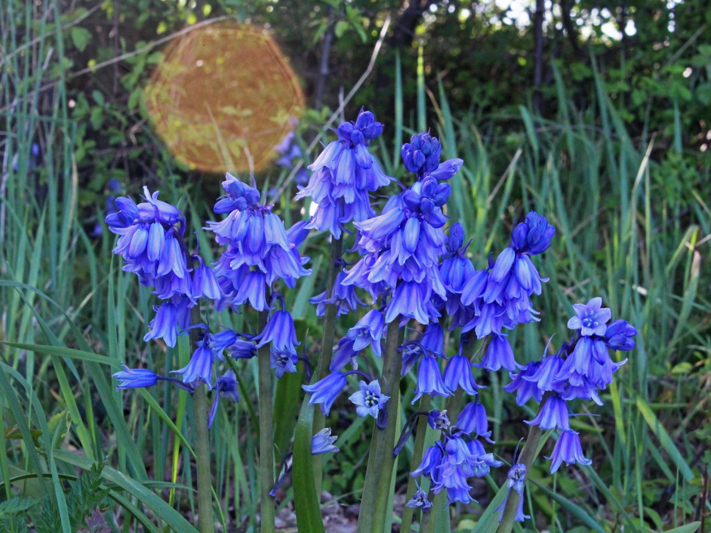 bluebells, sun flare