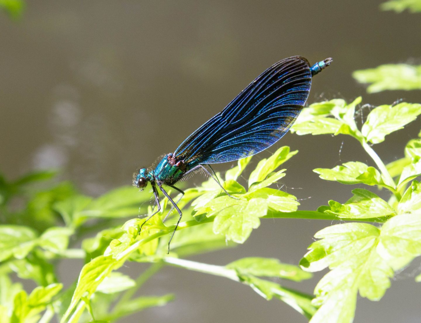 dragonfly resting on bank of a river