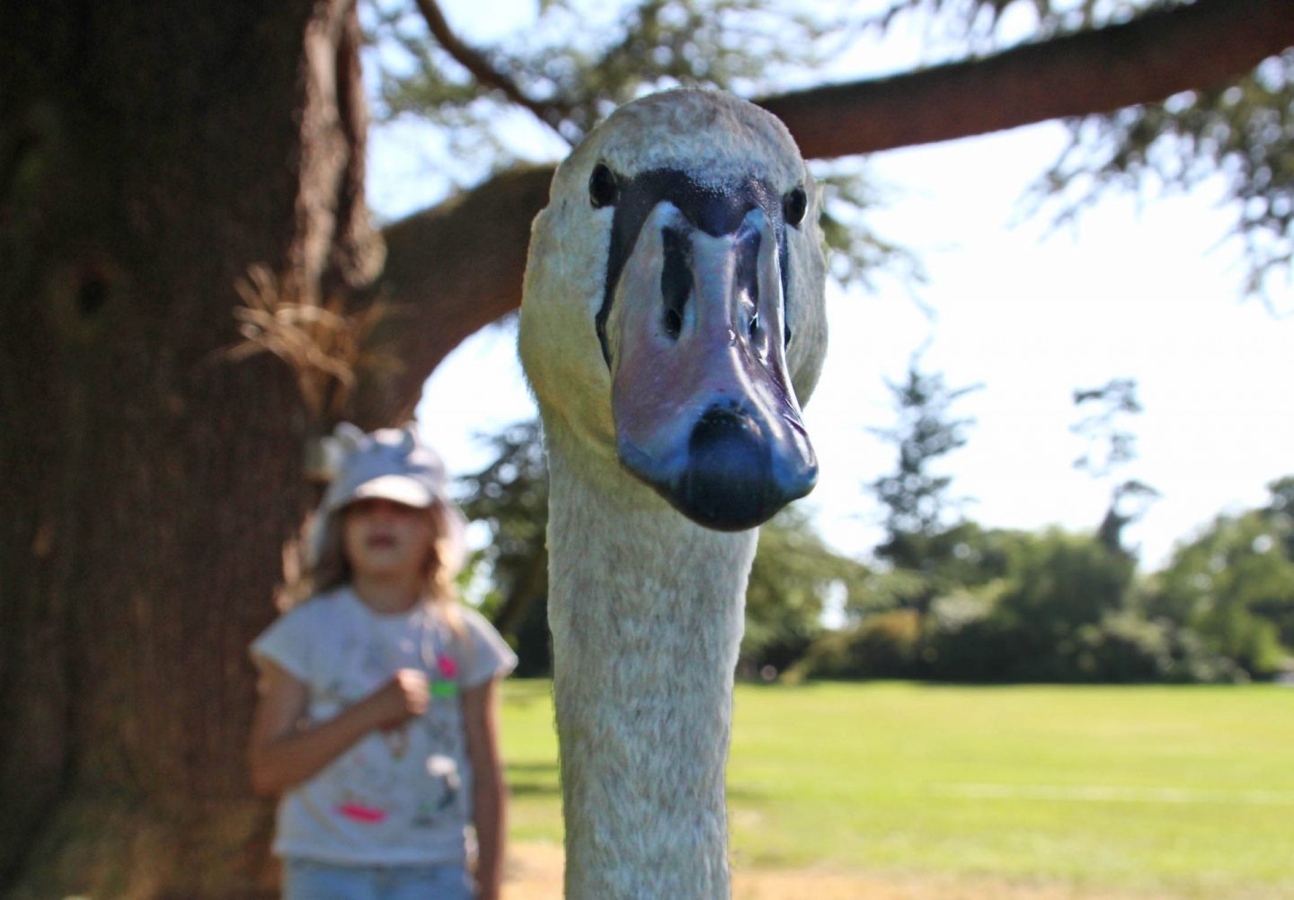 Photograph of a swan