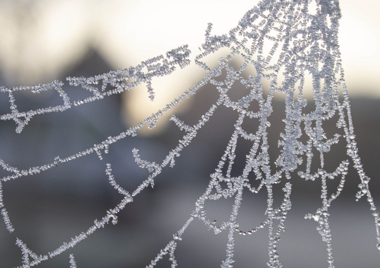 Frost covered spider's web