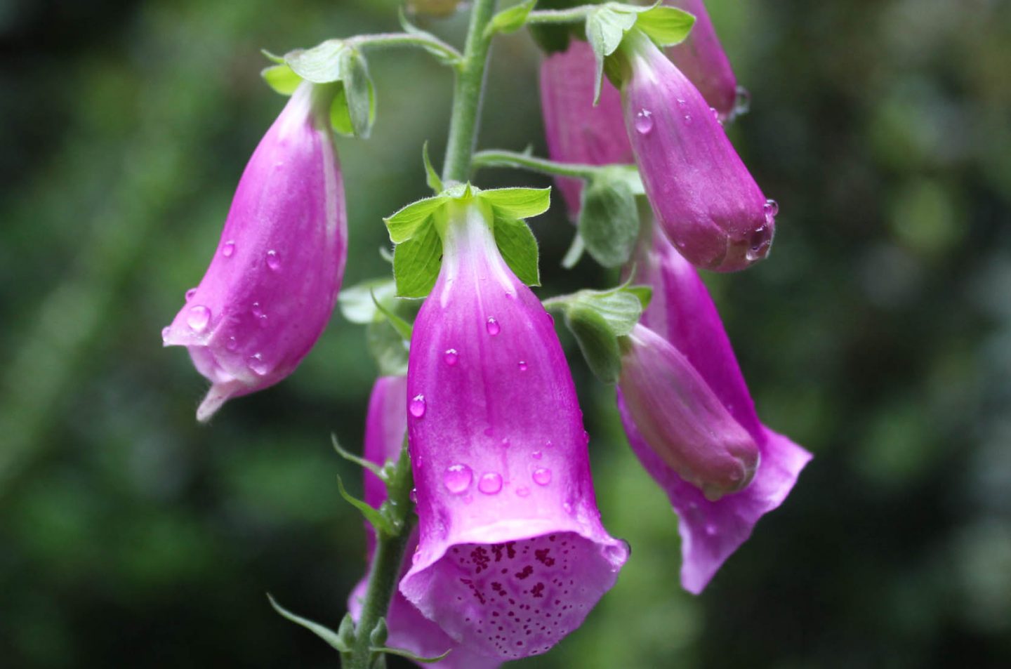 Foxglove photograph taken while on a socially distanced walk