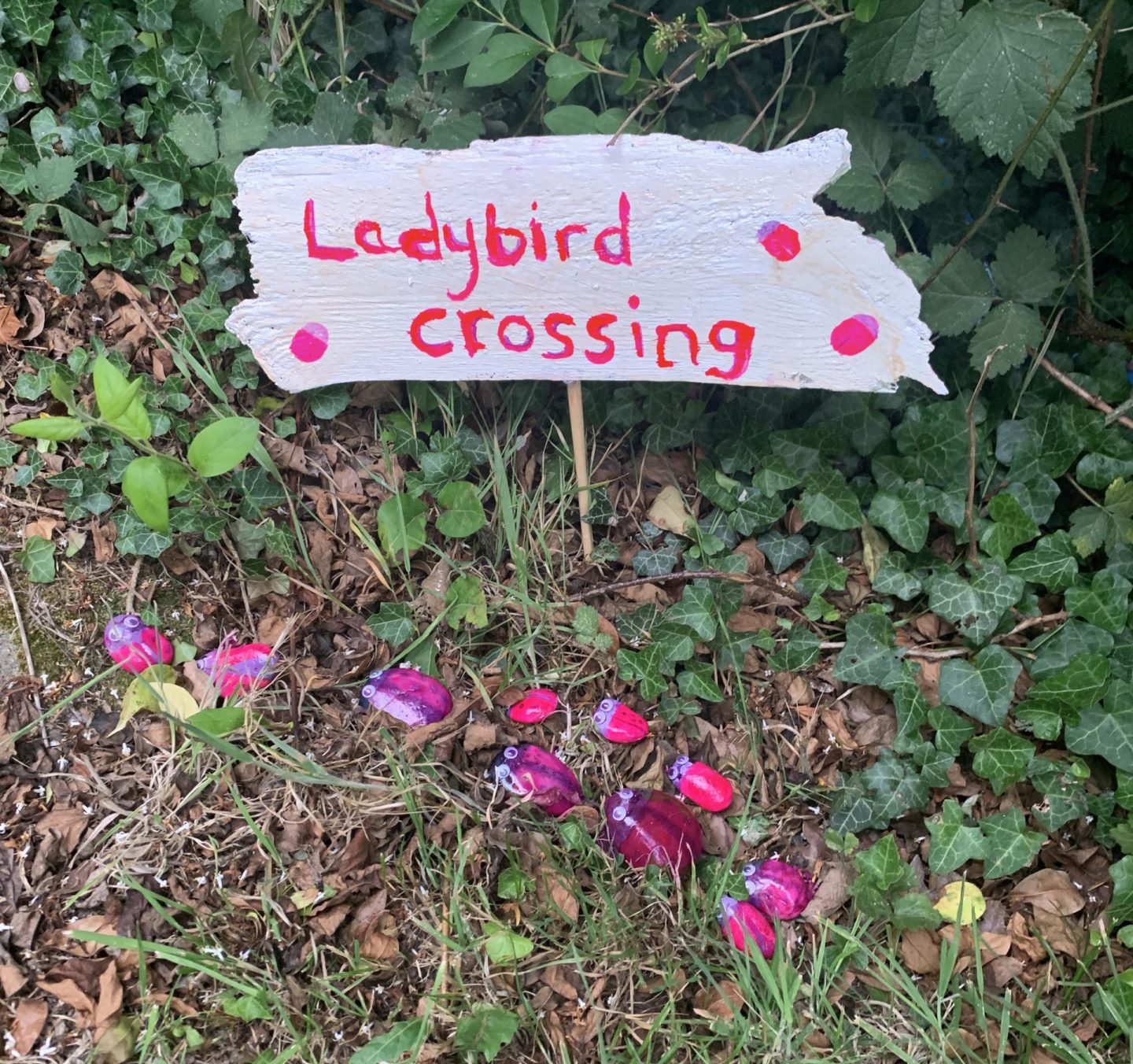 ladybird crossing, ladybird, ladubirds