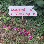 Ladybird crossing!