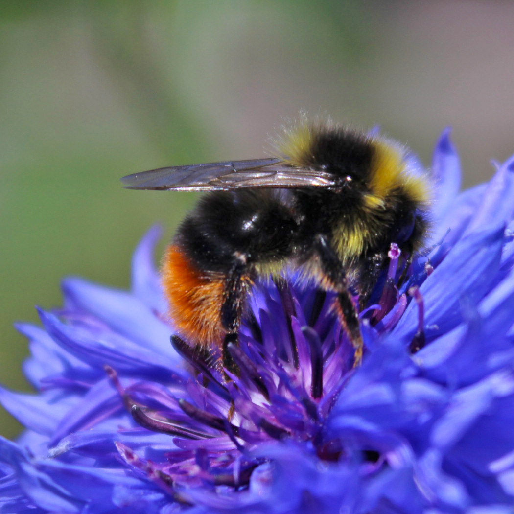 Bee collecting pollen from meadow grass