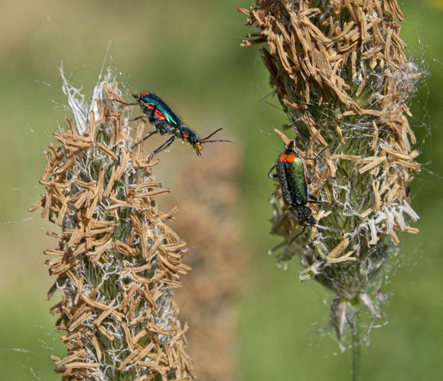 Two beetles climbing over a plant