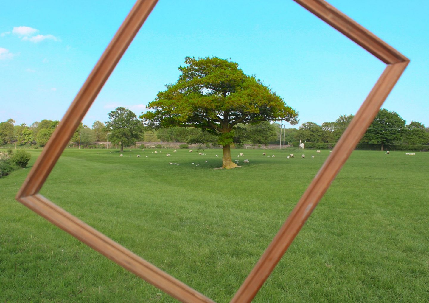 A framed image of a tree I took while taking images for my daughter's photography project 