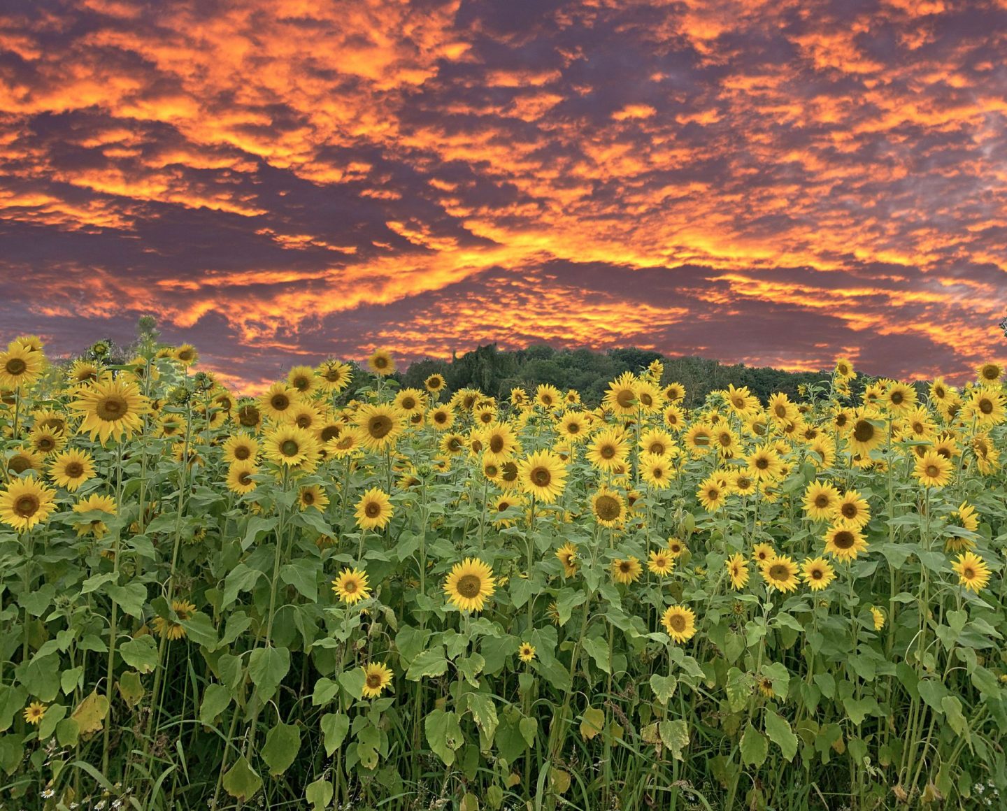 A photo representing my week.  A dramatic sky over a field of sunflowers.