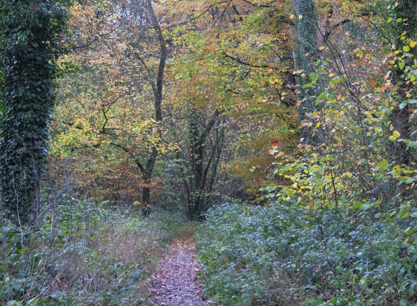 autumn colours on display in a forest