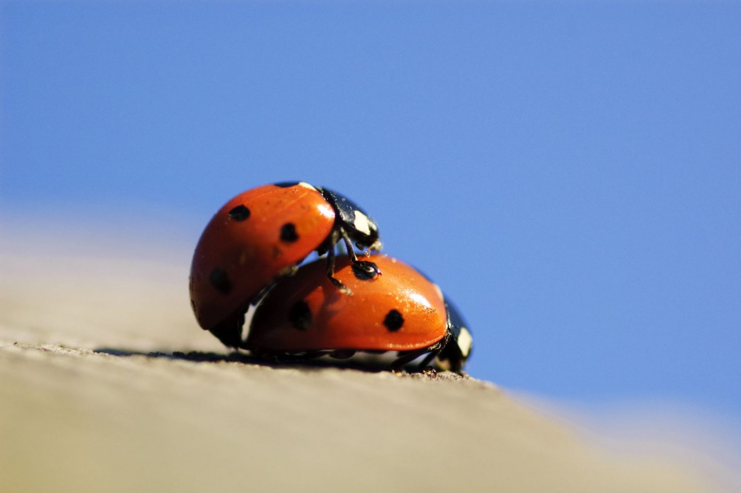 Picture of ladybirds mating, proving they still have a sex life in lockdown.