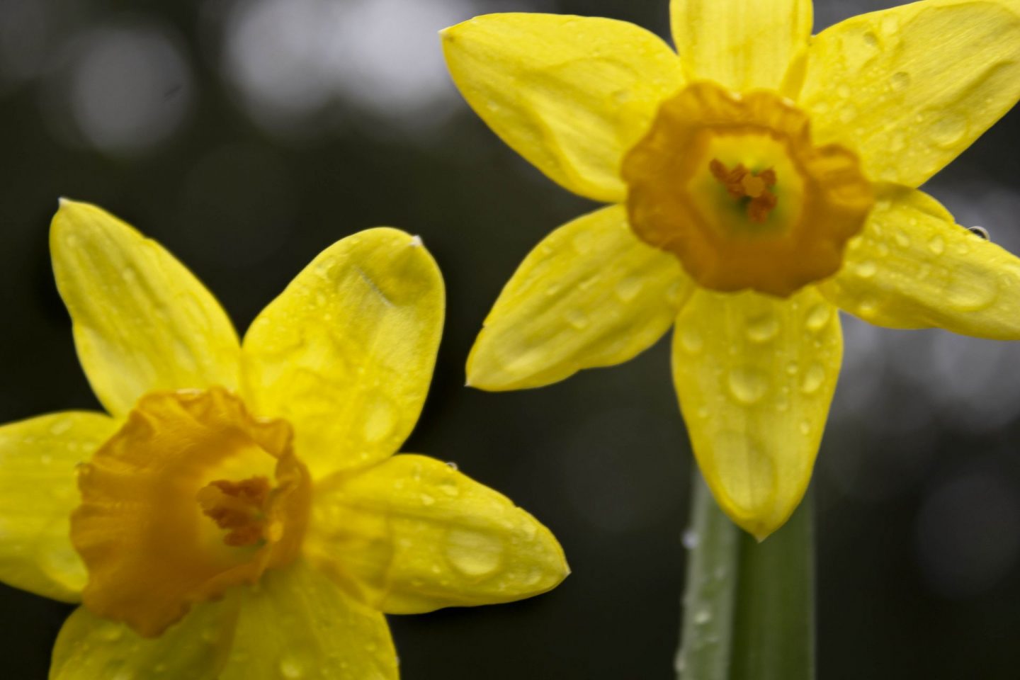 Reasons to be cheerful daffodils in flower