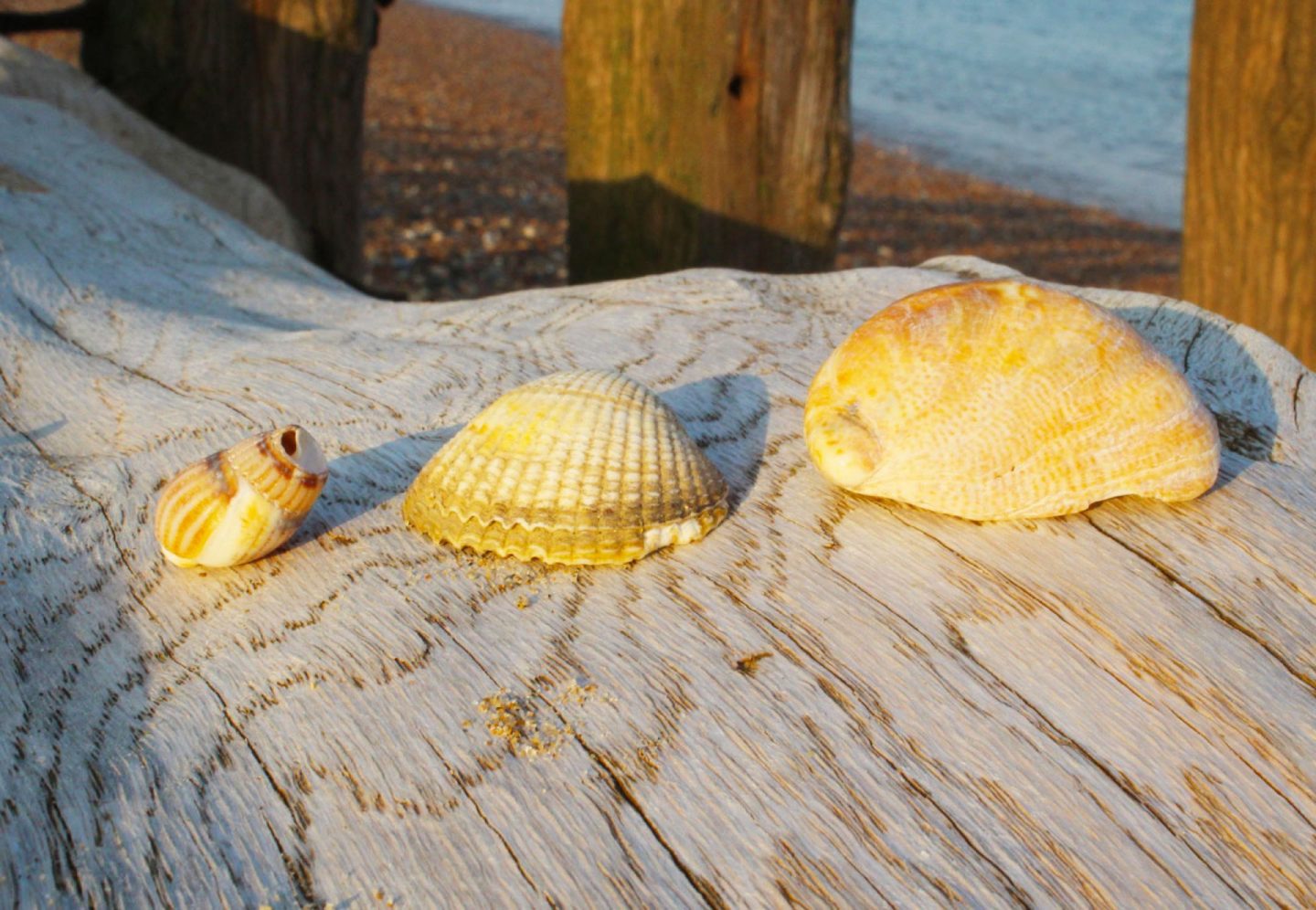 planning for summer, sea shells on groynes on a beach