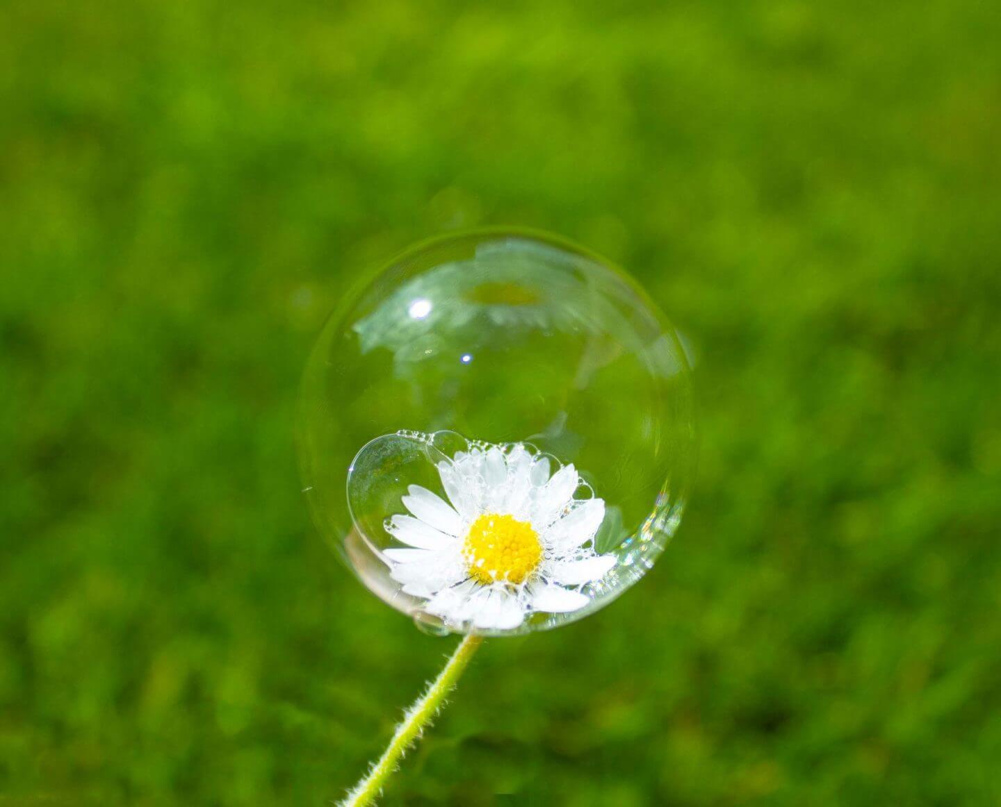 I'm forever blowing bubbles. Bubble on a daisy.