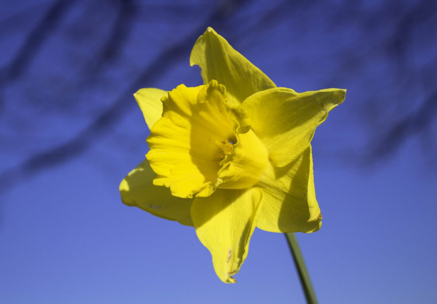 Daffodil photographed to mark Easter holiday