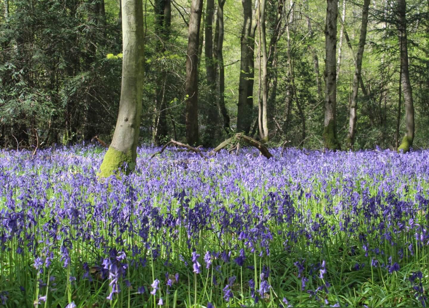 woodland landscape with bluebells