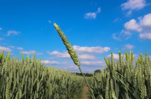 corn, wheat, blue sky, obsession with corn