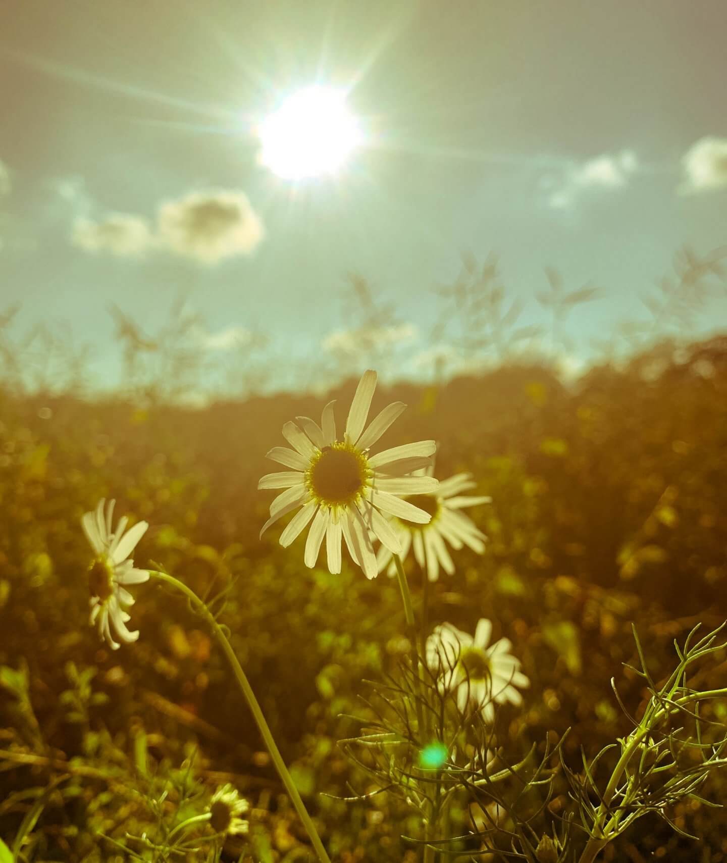 playing with shadows. Photograph of daisy with sun in the background.