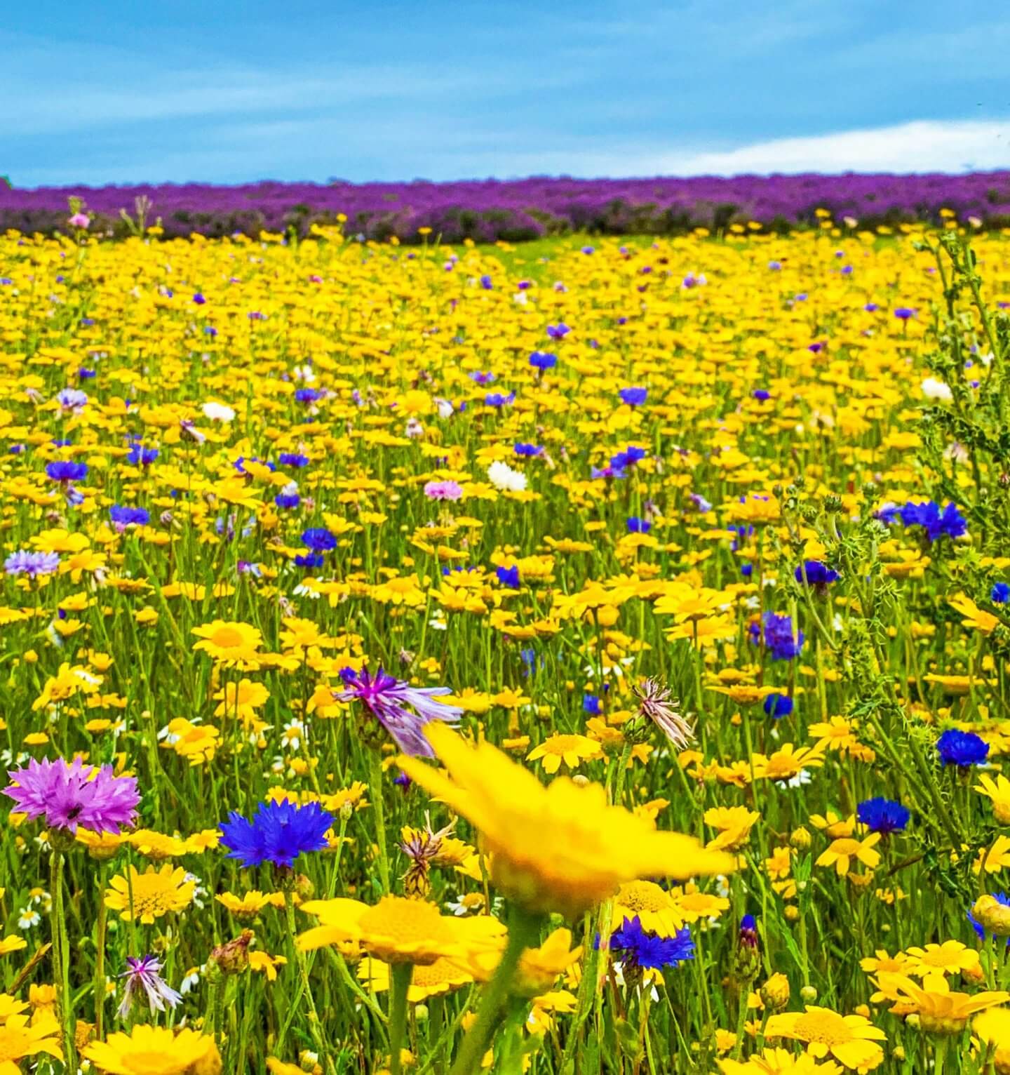 Cotswold Lavender farm, Snowshill