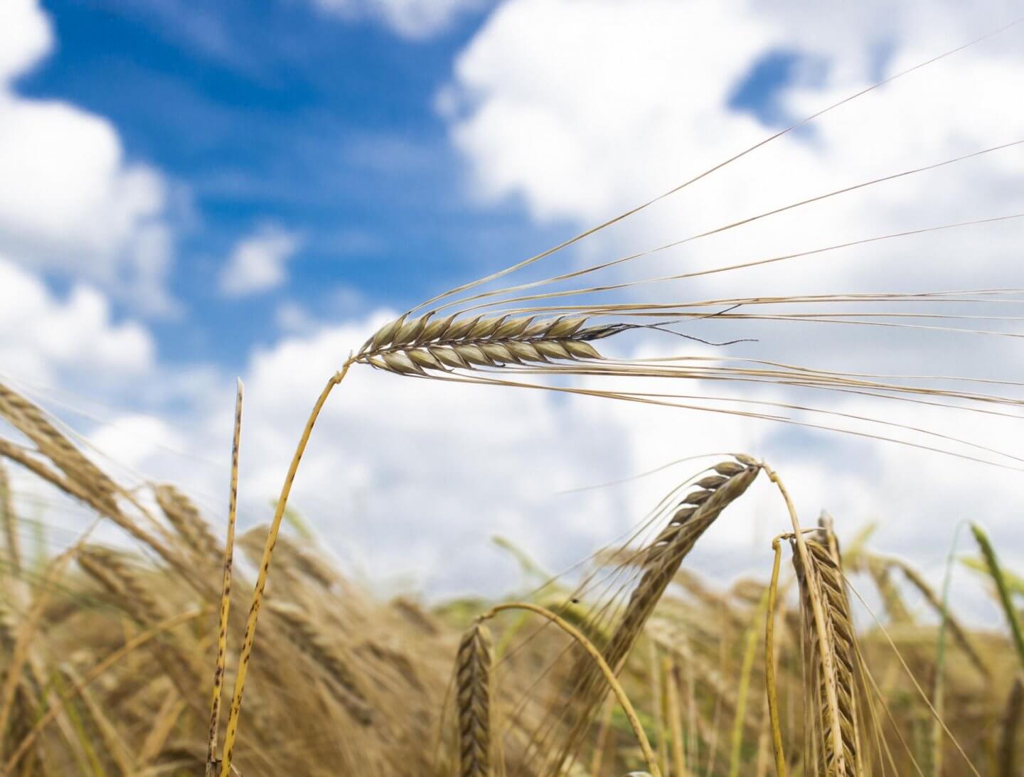 barley, summer, corn, crops